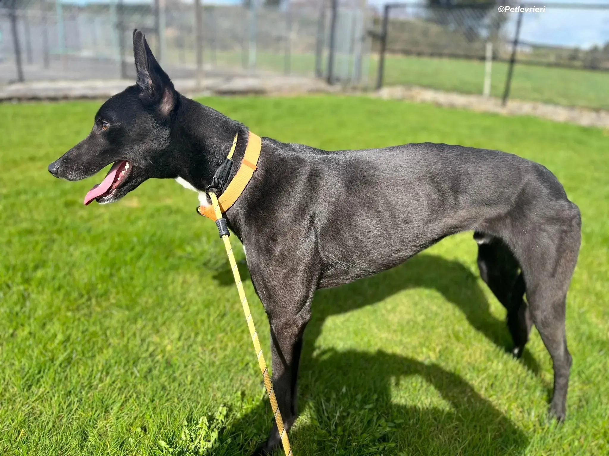 Sylvester adozione levrieri greyhound 11