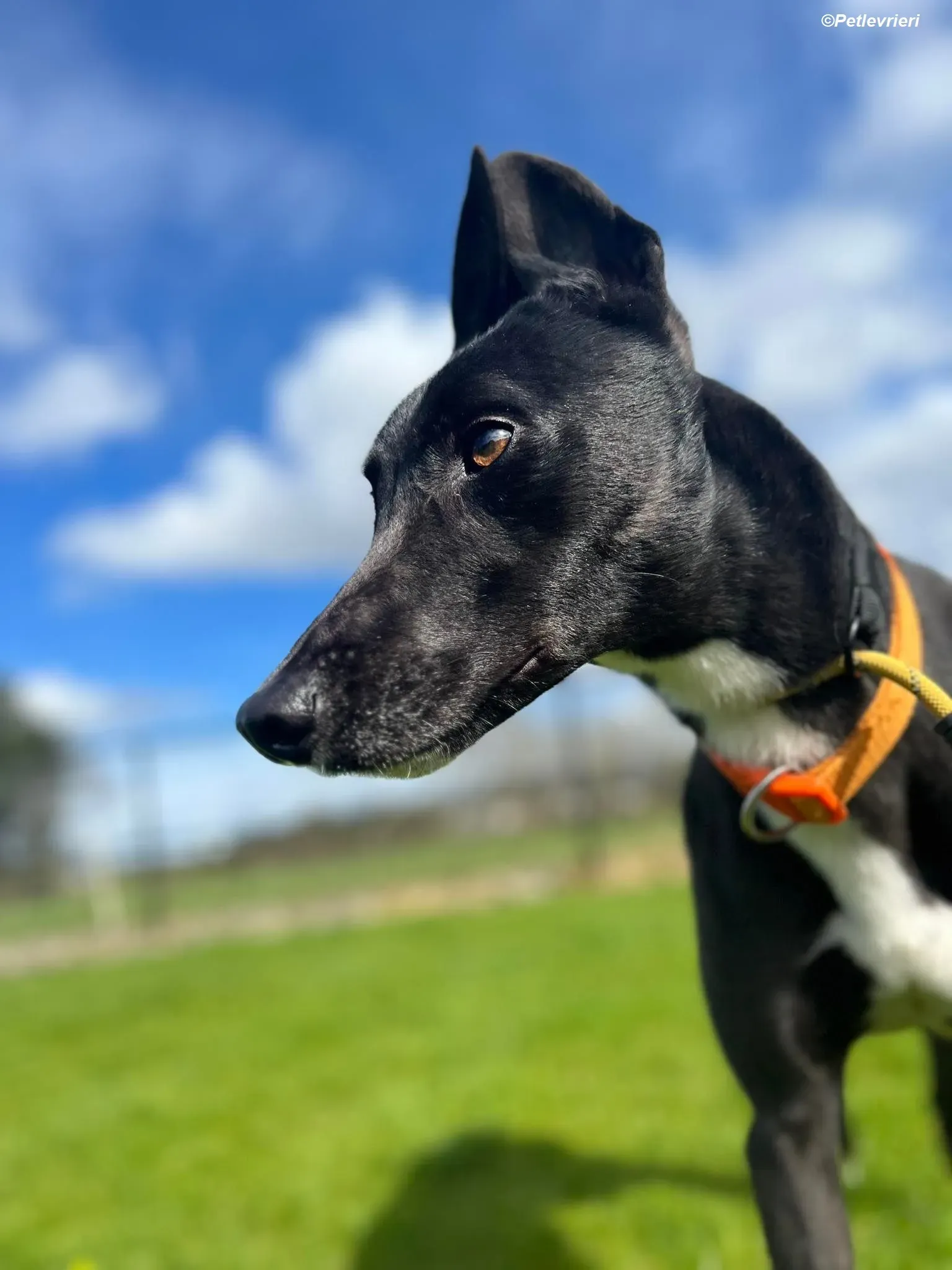 Sylvester adozione levrieri greyhound 12