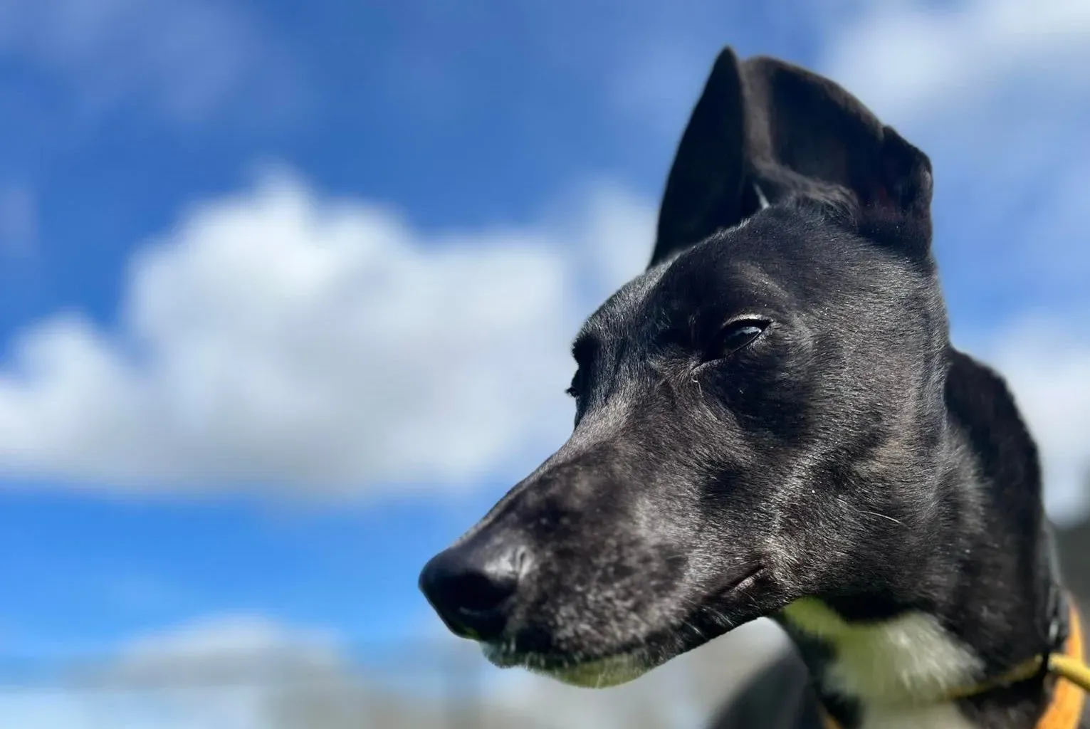 Sylvester adozione levrieri greyhound 13 e1679767157901