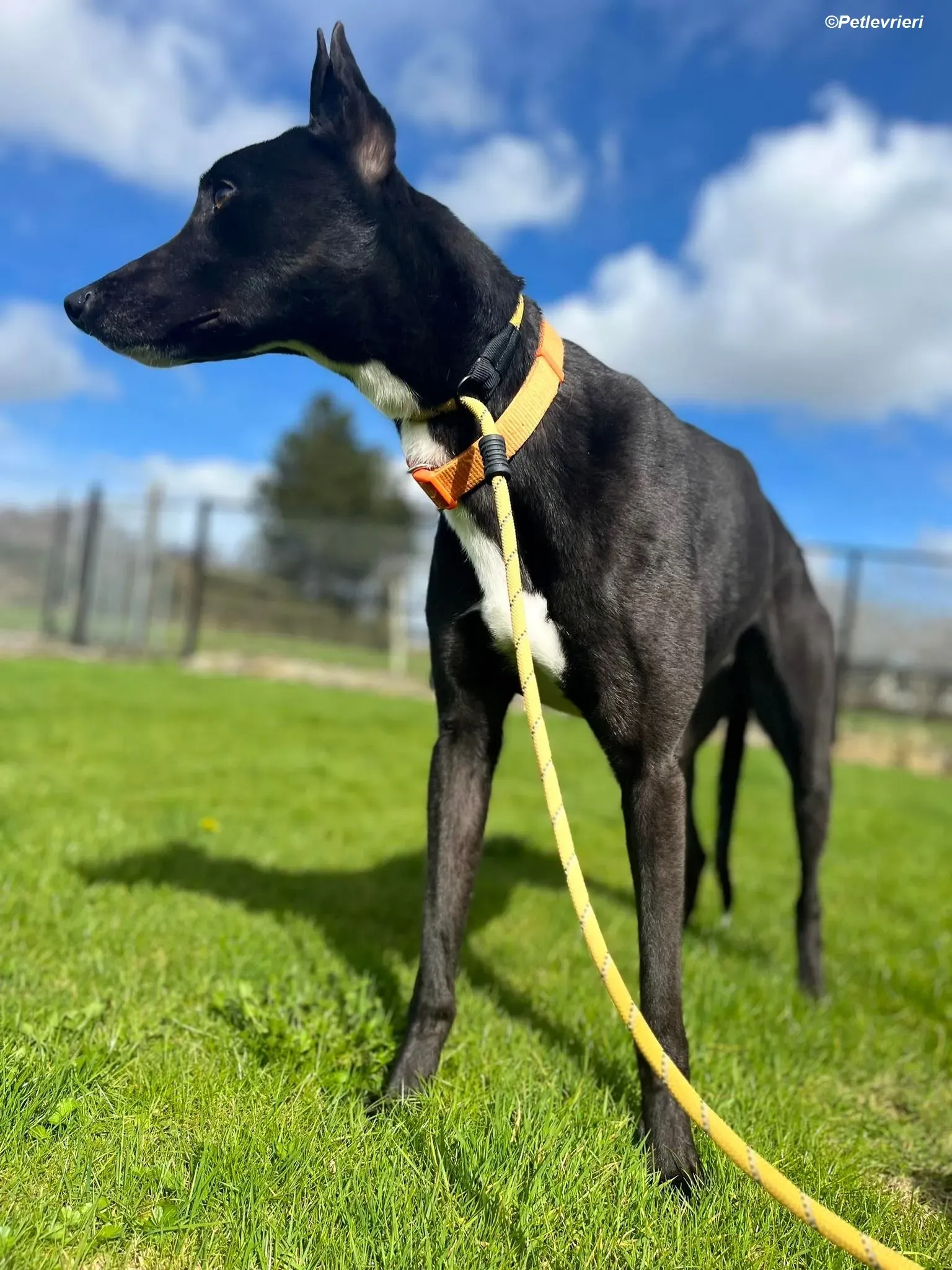 Sylvester adozione levrieri greyhound 14