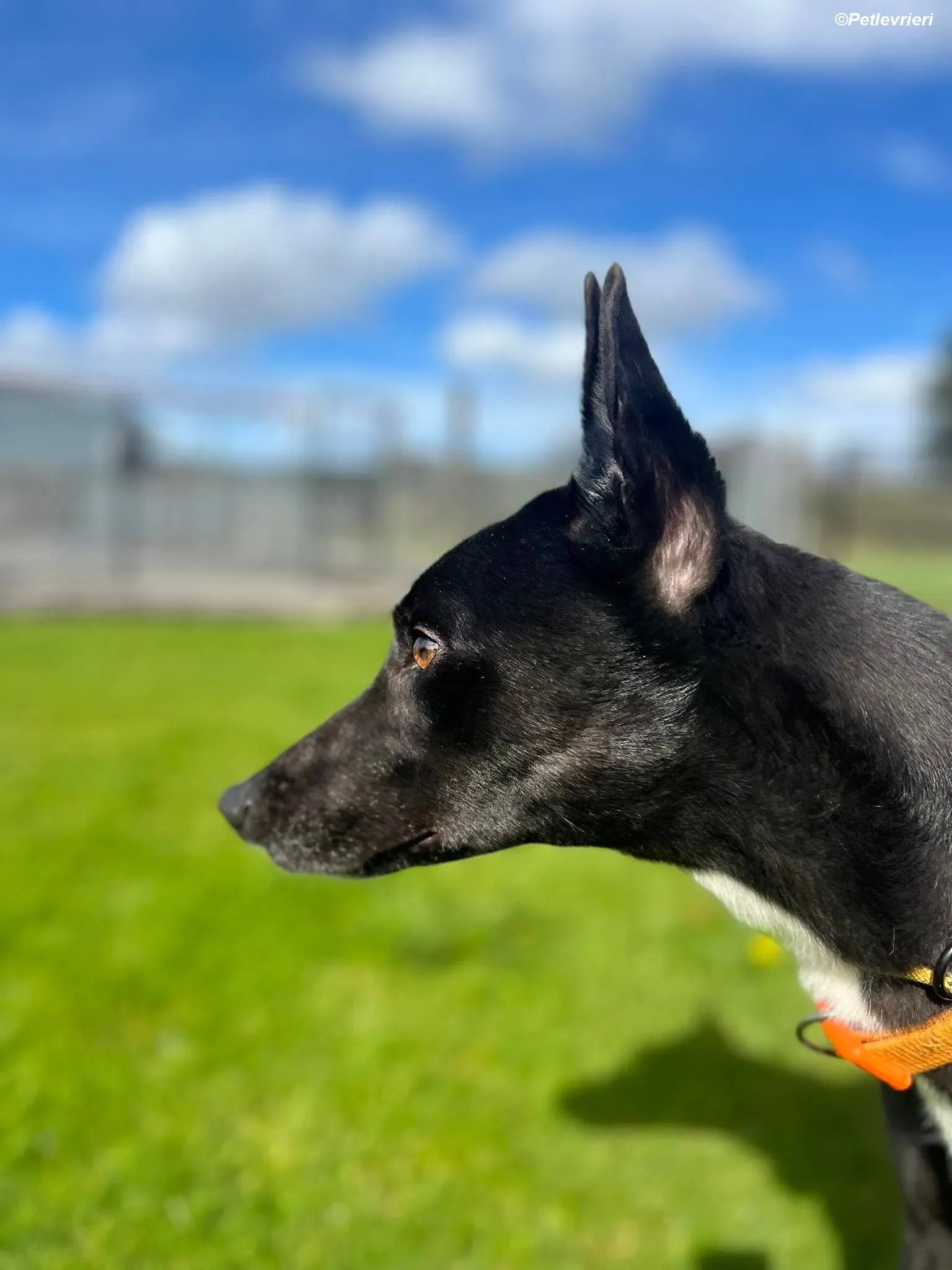 Sylvester adozione levrieri greyhound 15