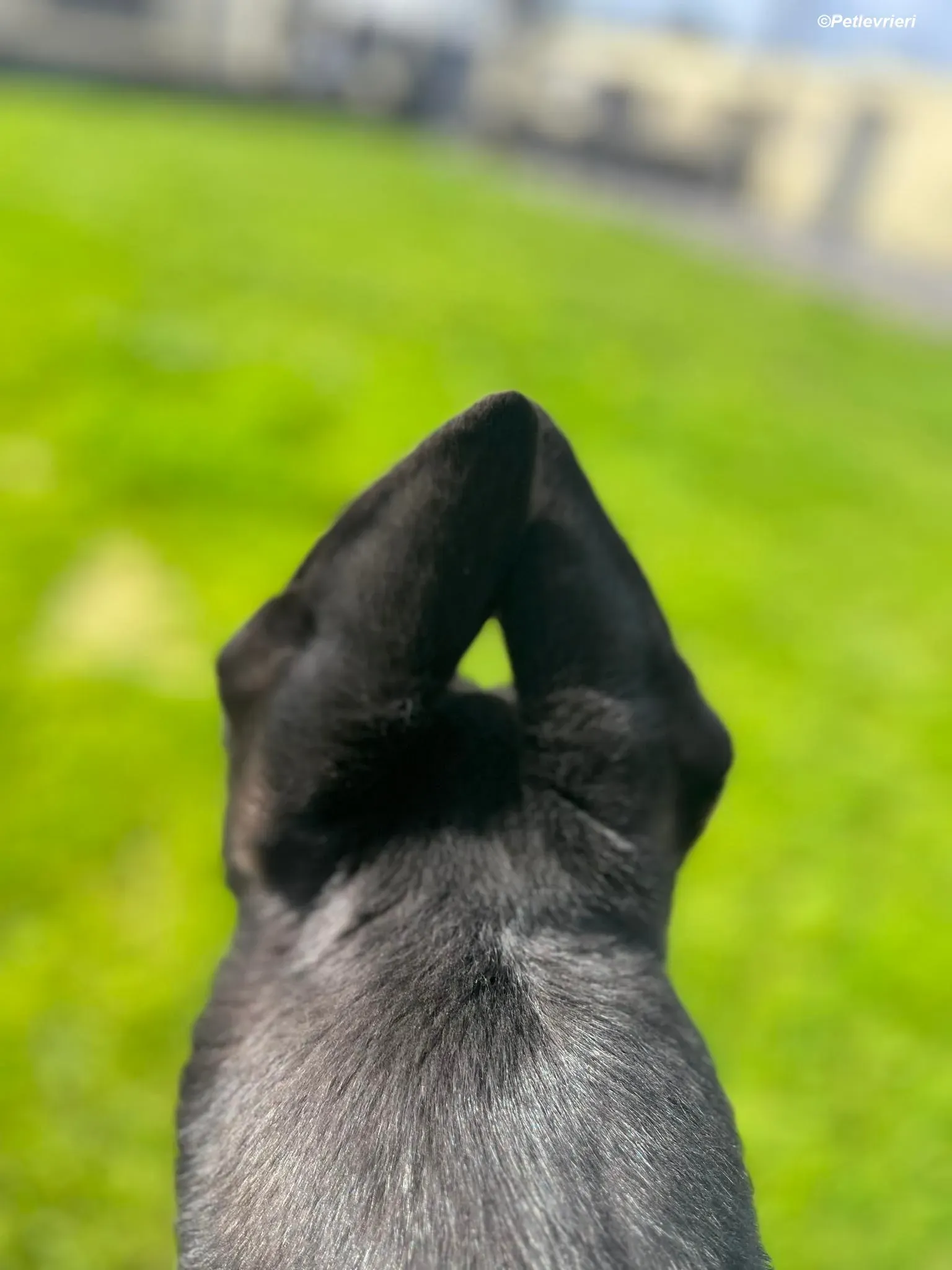 Sylvester adozione levrieri greyhound 16