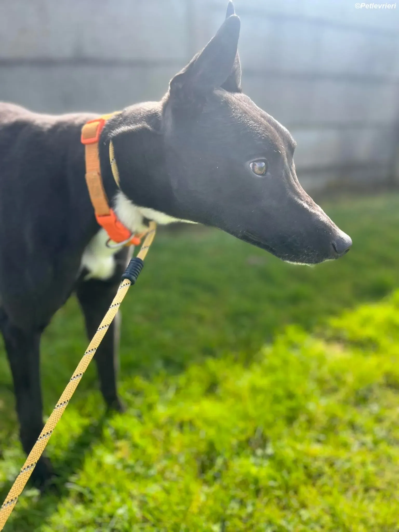 Sylvester adozione levrieri greyhound 17