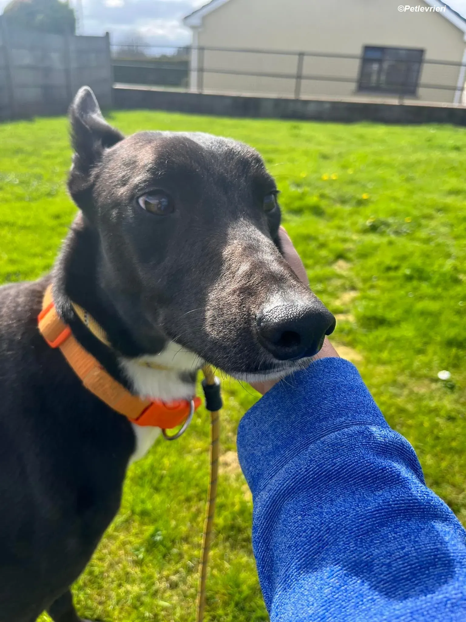 Sylvester adozione levrieri greyhound 18