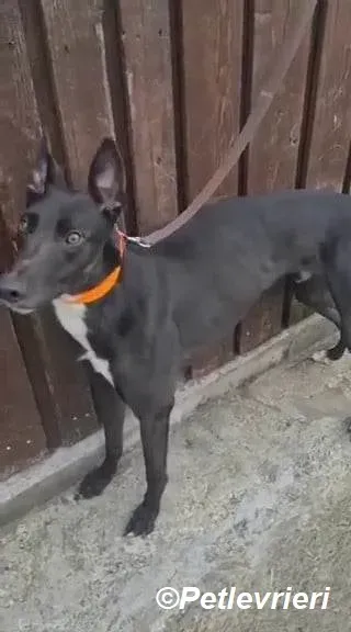 Sylvester adozione levrieri greyhound 2