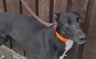 Sylvester adozione levrieri greyhound 3 e1677510709810