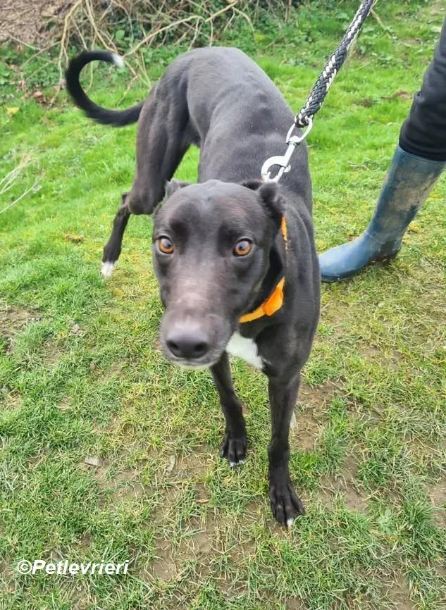 Sylvester adozione levrieri greyhound 4