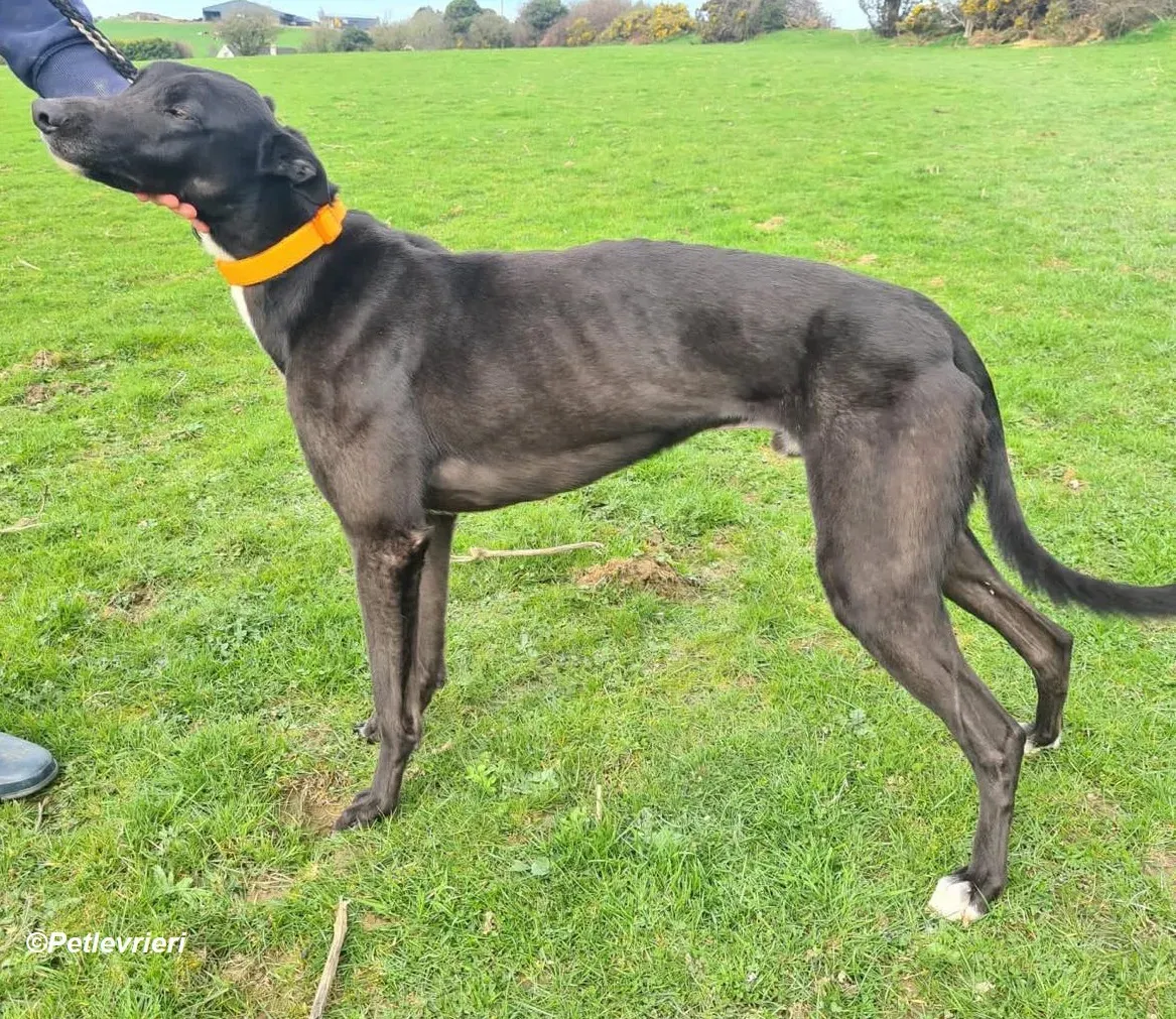 Sylvester adozione levrieri greyhound 5