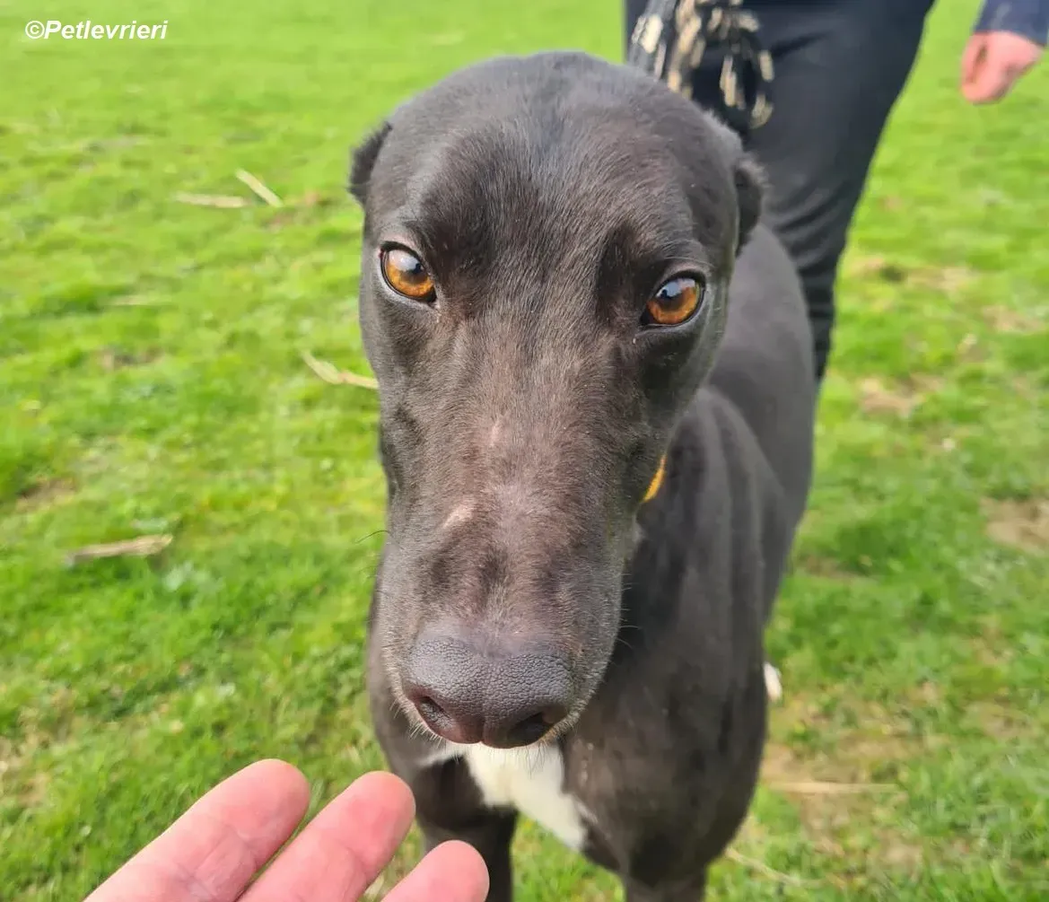 Sylvester adozione levrieri greyhound 6