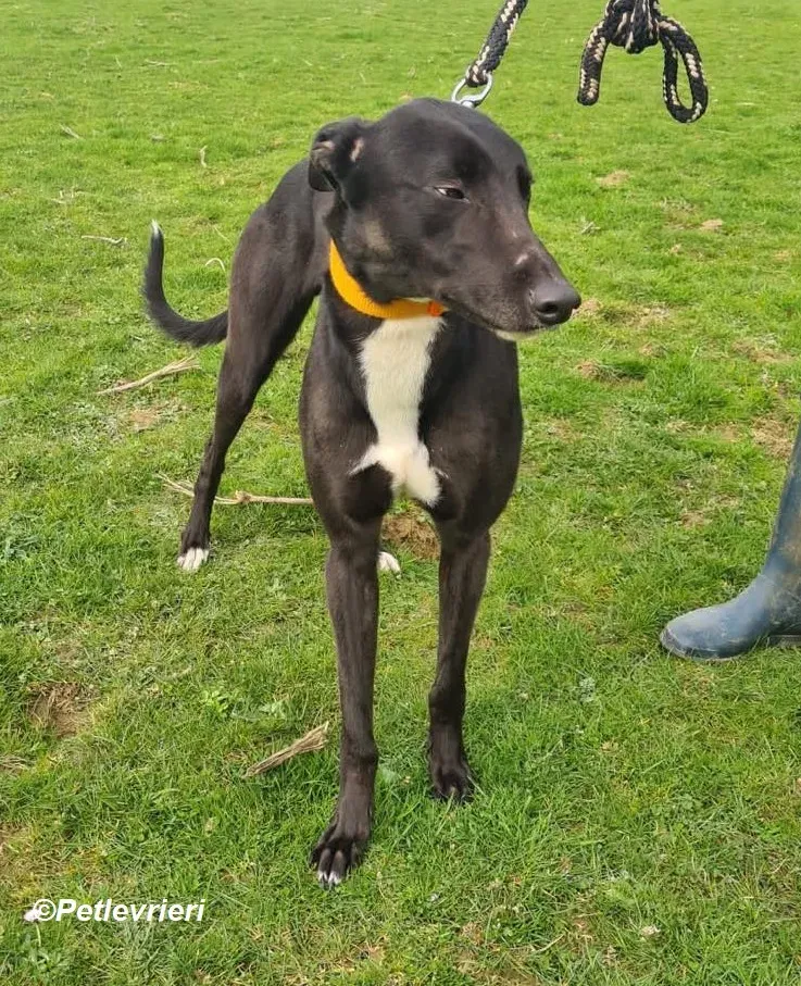 Sylvester adozione levrieri greyhound 7