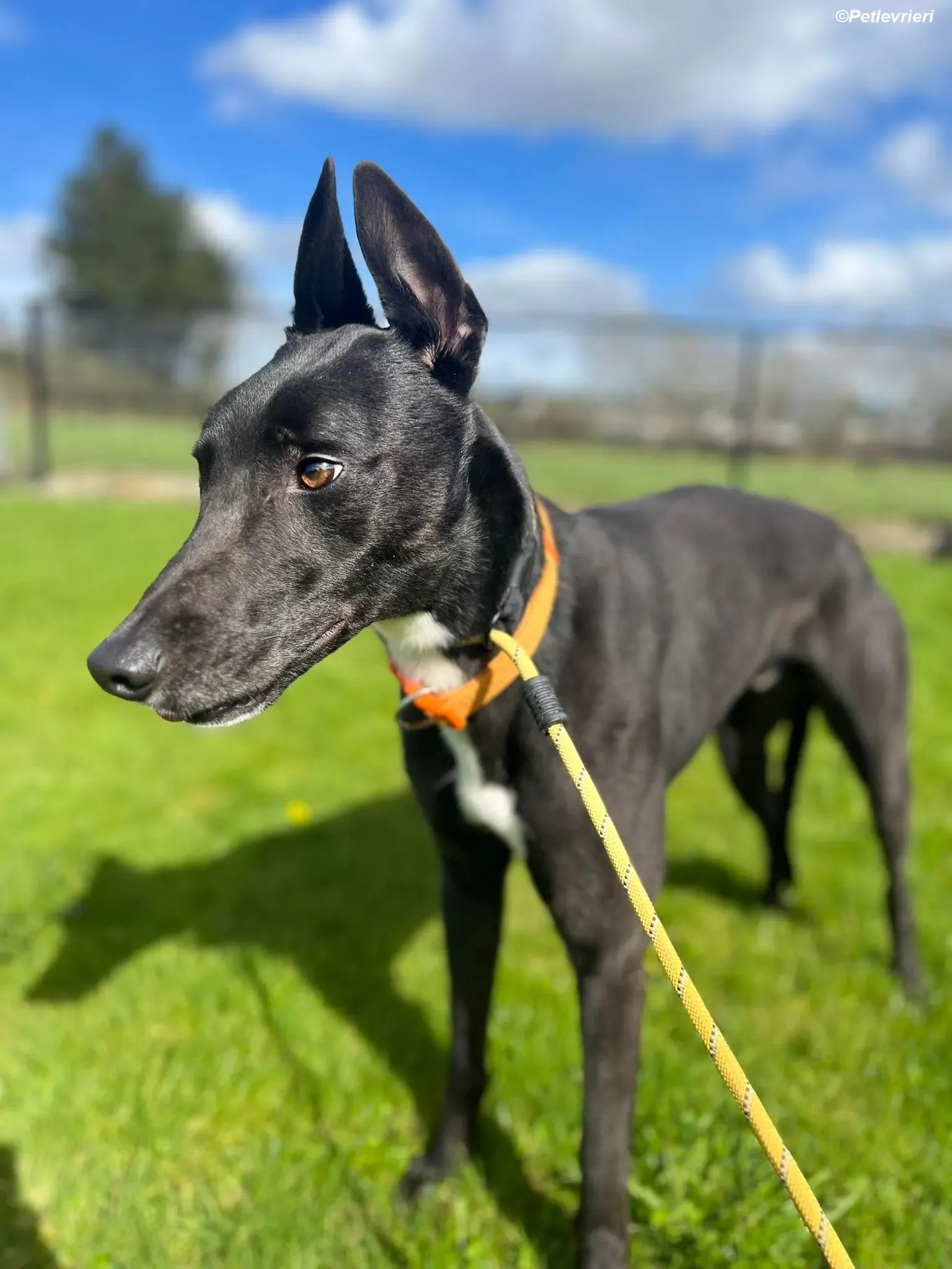 Sylvester adozione levrieri greyhound 8