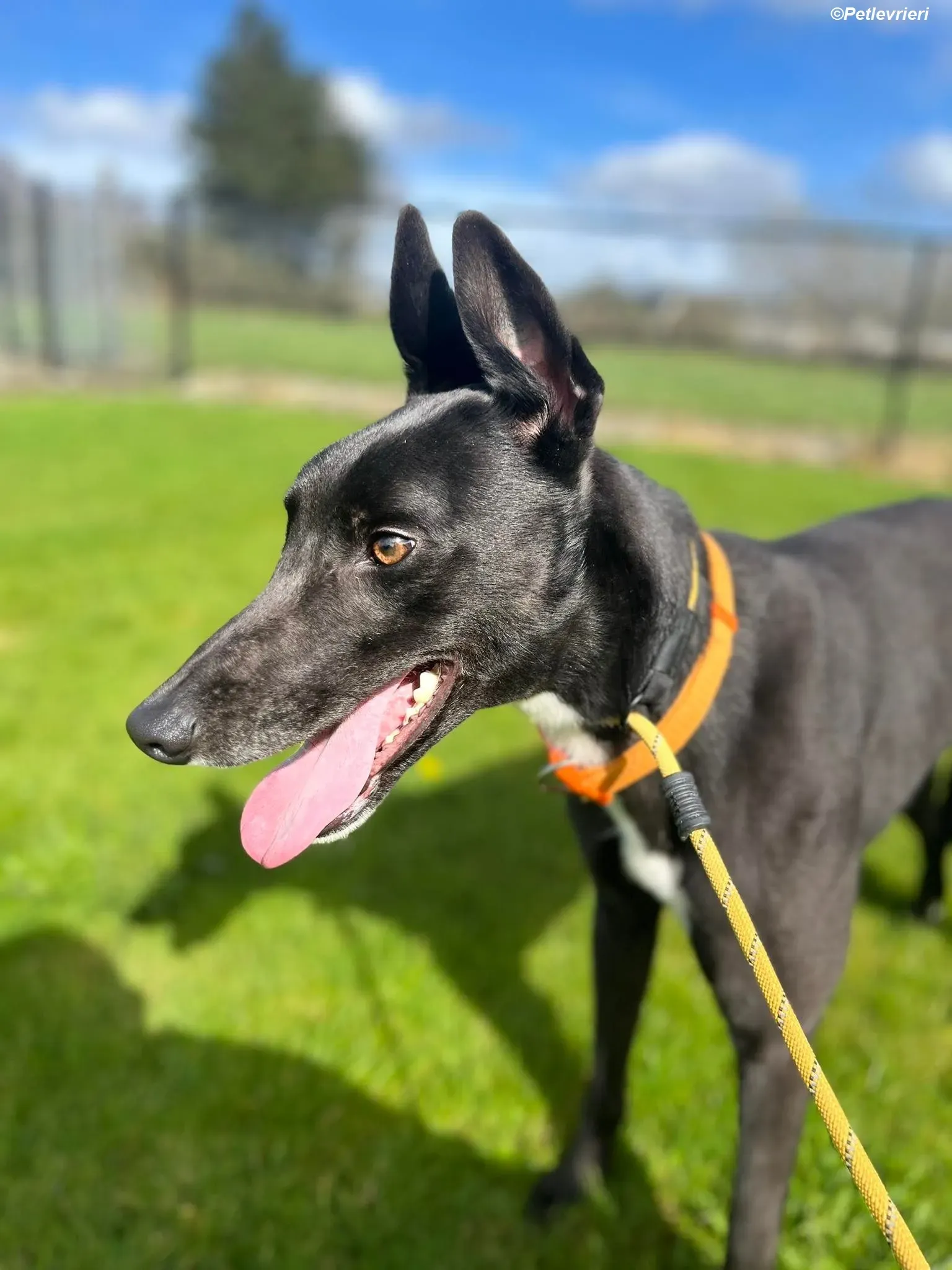 Sylvester adozione levrieri greyhound 9