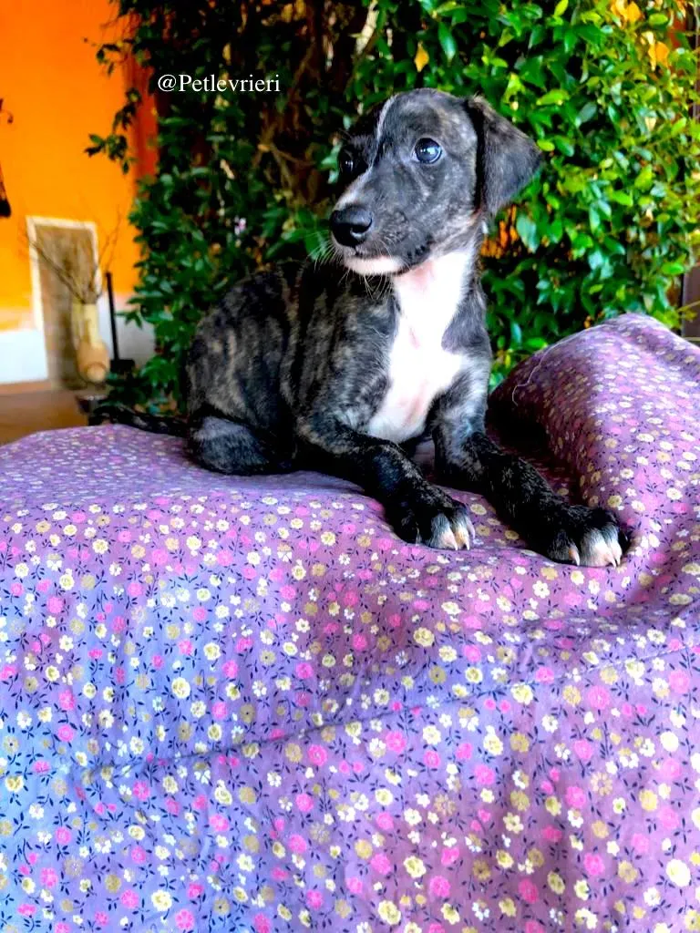 THEO galgo adozione levrieri 1