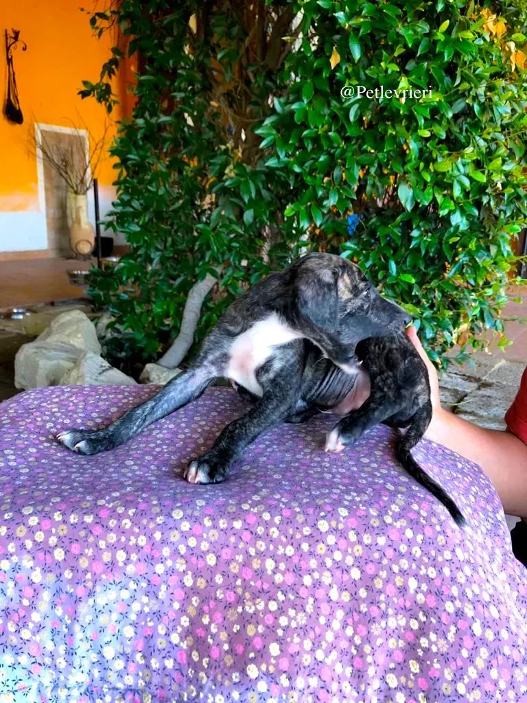 THEO galgo adozione levrieri 2