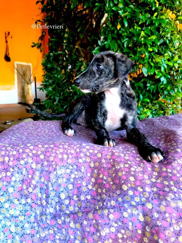 THEO galgo adozione levrieri 3