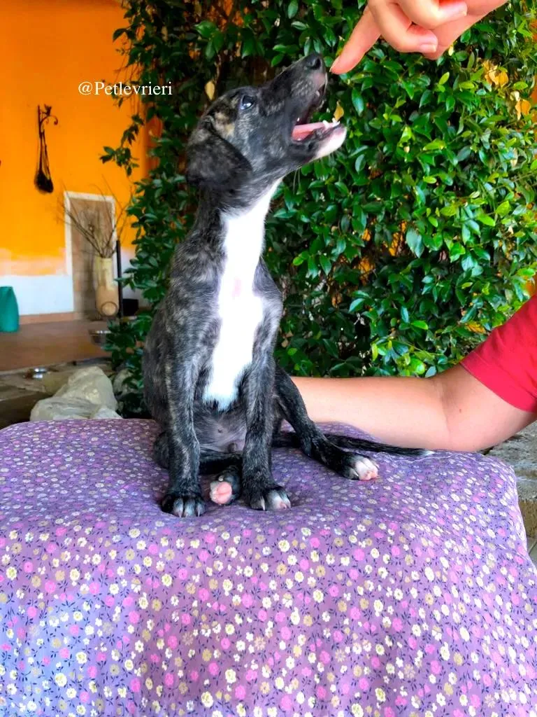 THEO galgo adozione levrieri 4