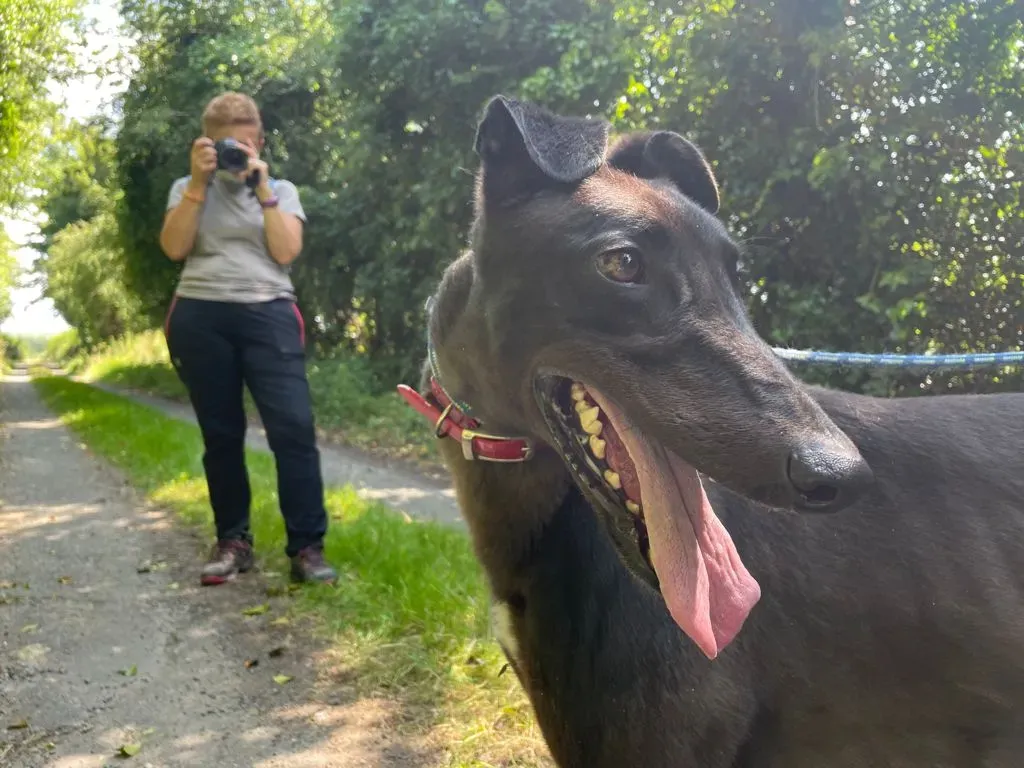 TOM GREYHOUND ADOZIONE LEVRIERO 1