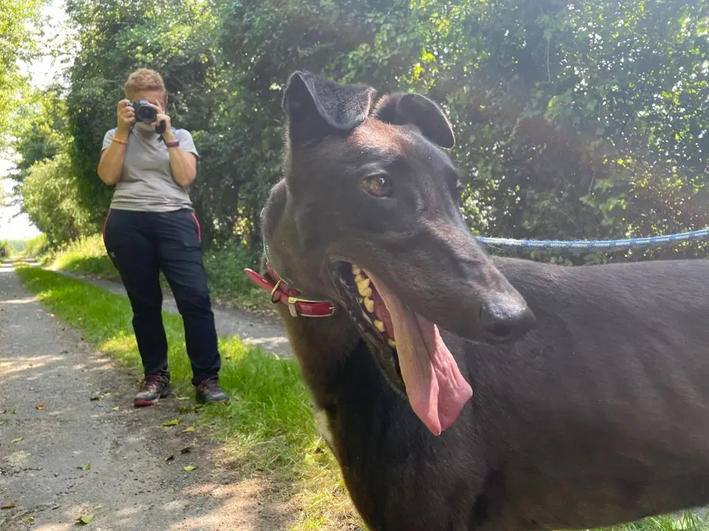 TOM GREYHOUND ADOZIONE LEVRIERO 3