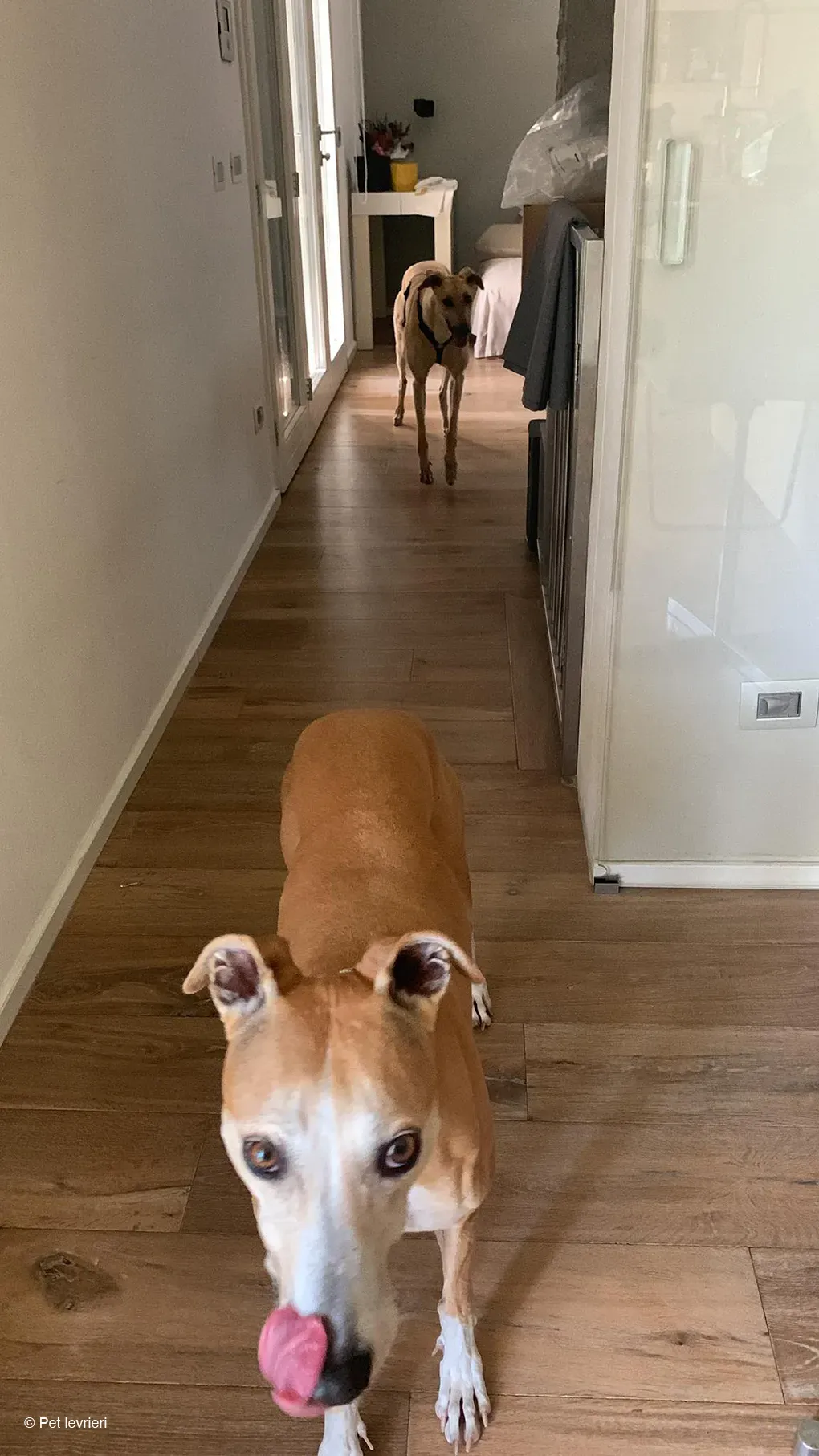 TOPI GREYHOUND BIONDA FAMIGLIA FOSTER 1