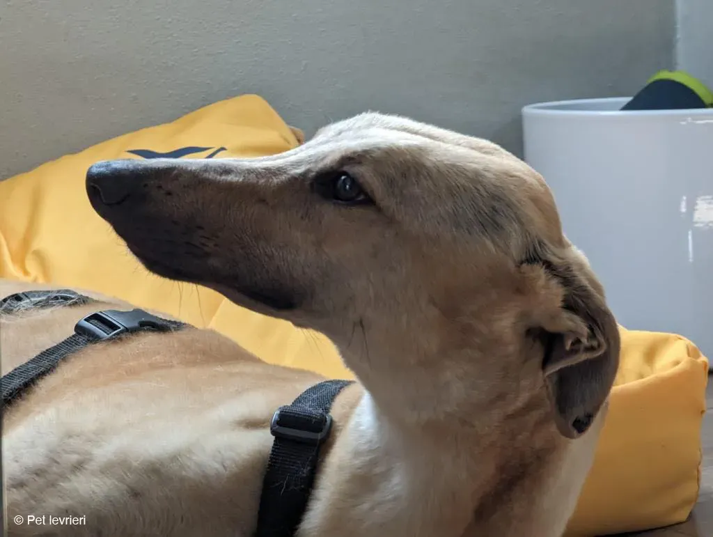 TOPI GREYHOUND BIONDA FAMIGLIA FOSTER 2