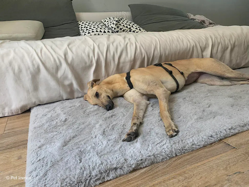 TOPI GREYHOUND BIONDA FAMIGLIA FOSTER 3