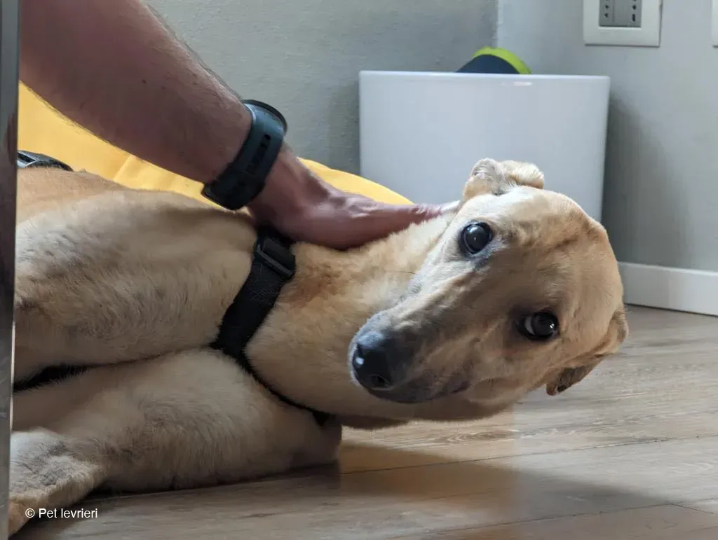 TOPI GREYHOUND BIONDA FAMIGLIA FOSTER 4