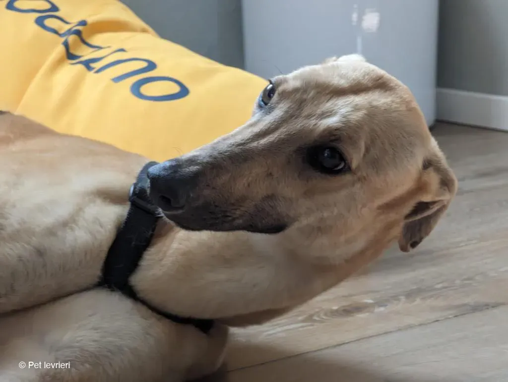 TOPI GREYHOUND BIONDA FAMIGLIA FOSTER 5