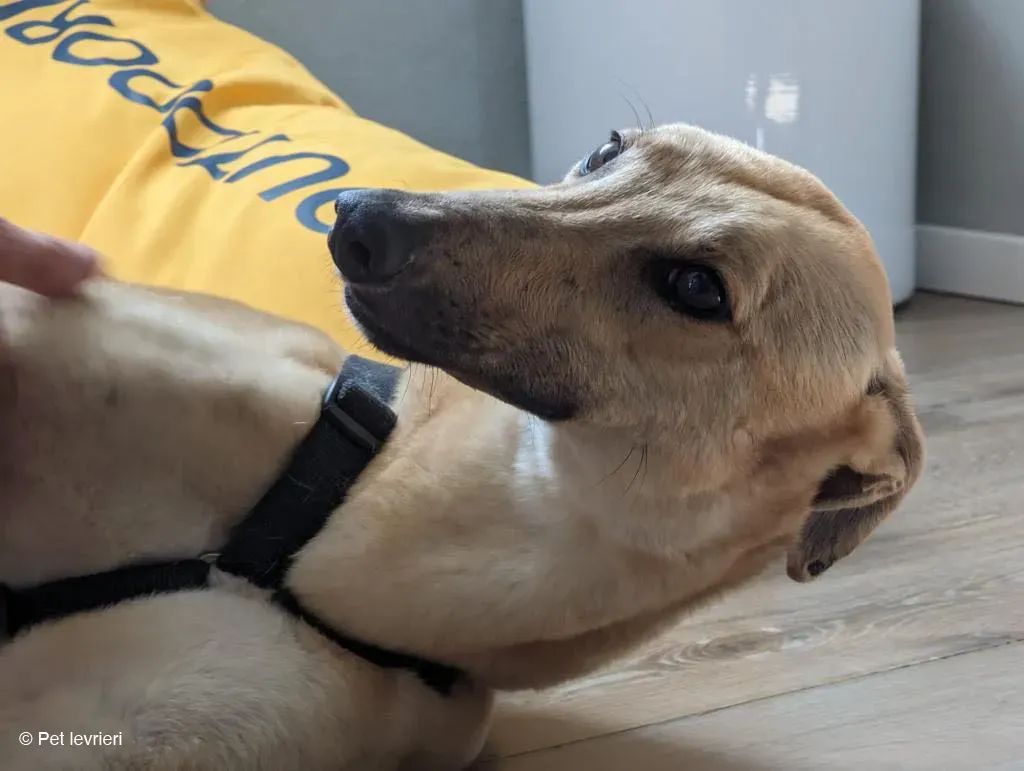 TOPI GREYHOUND BIONDA FAMIGLIA FOSTER 6