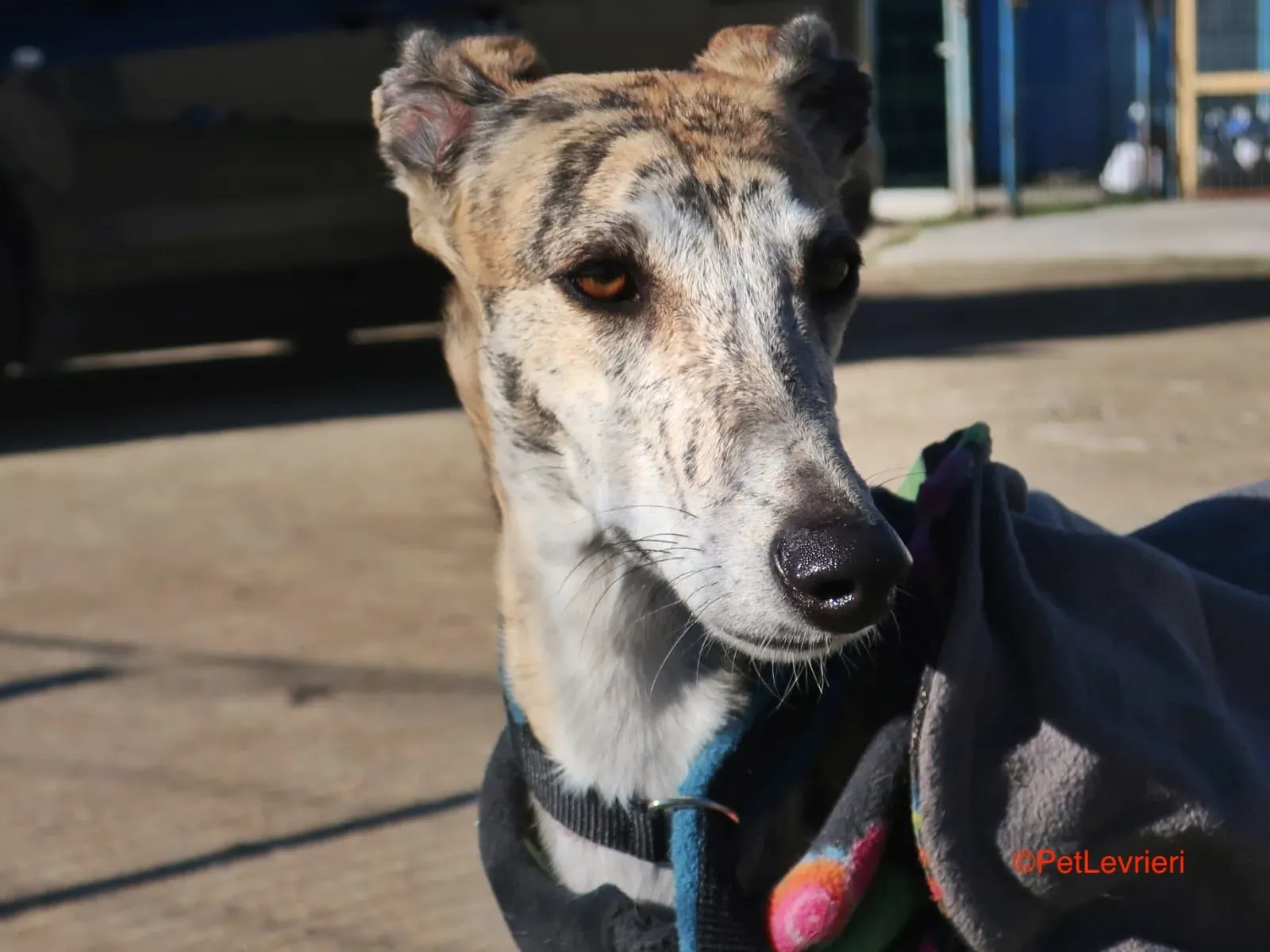 Tabata adozione levrieri galgo 1