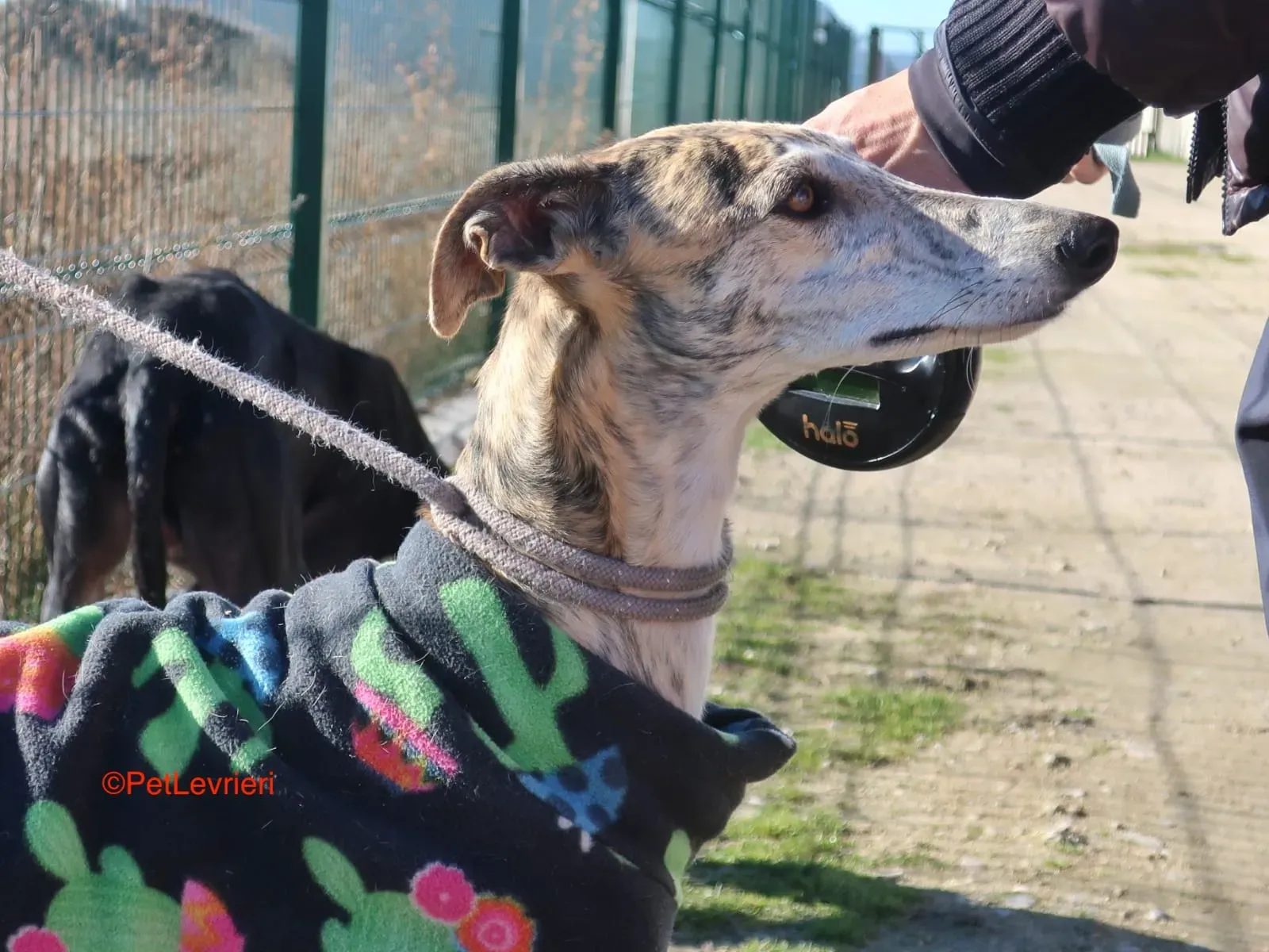 Tabata adozione levrieri galgo 10