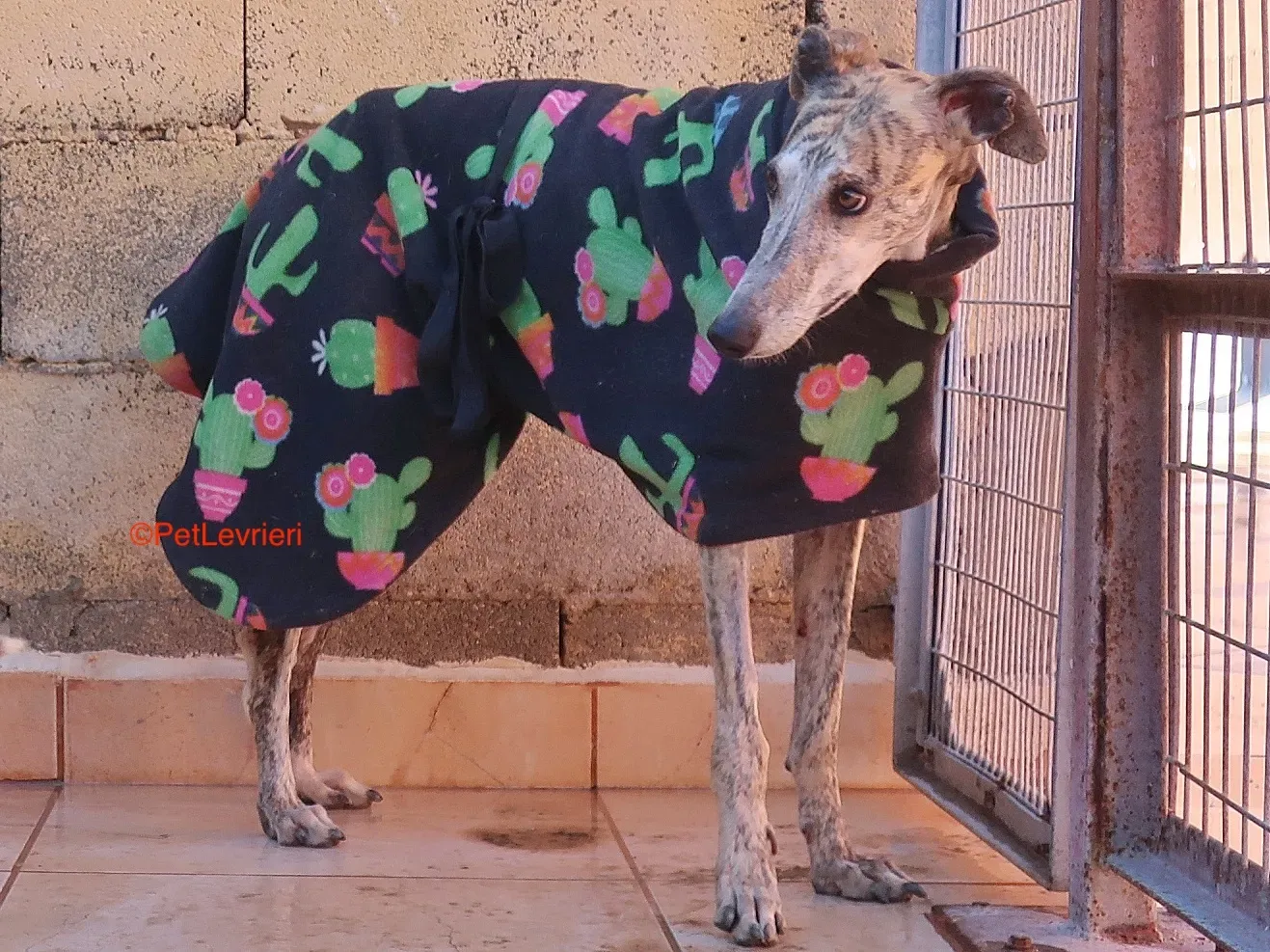 Tabata adozione levrieri galgo 11