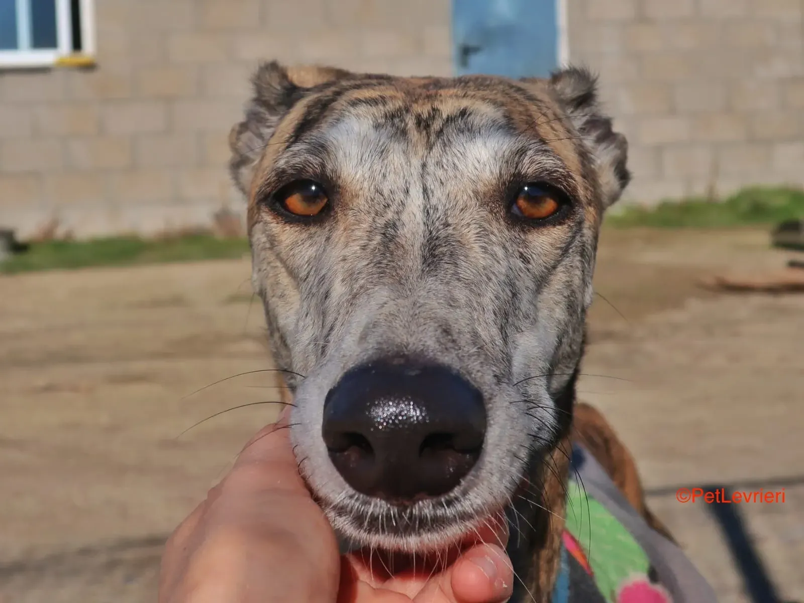 Tabata adozione levrieri galgo 2