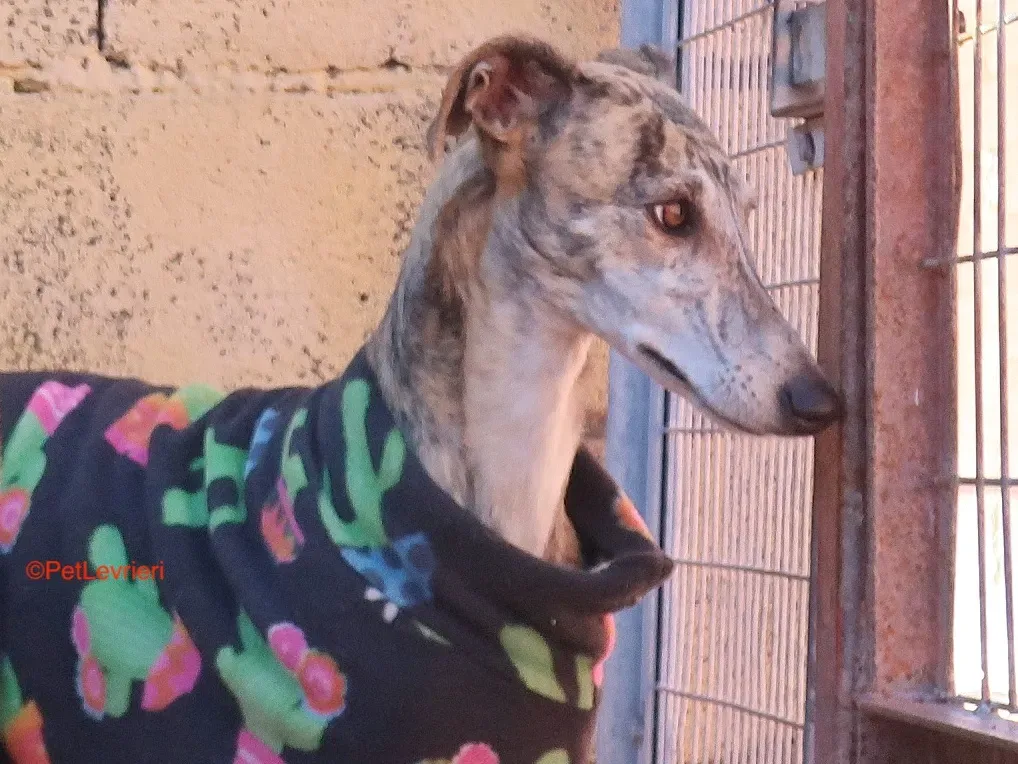 Tabata adozione levrieri galgo 3