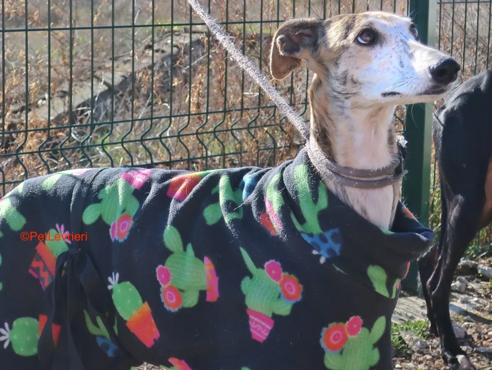 Tabata adozione levrieri galgo 4