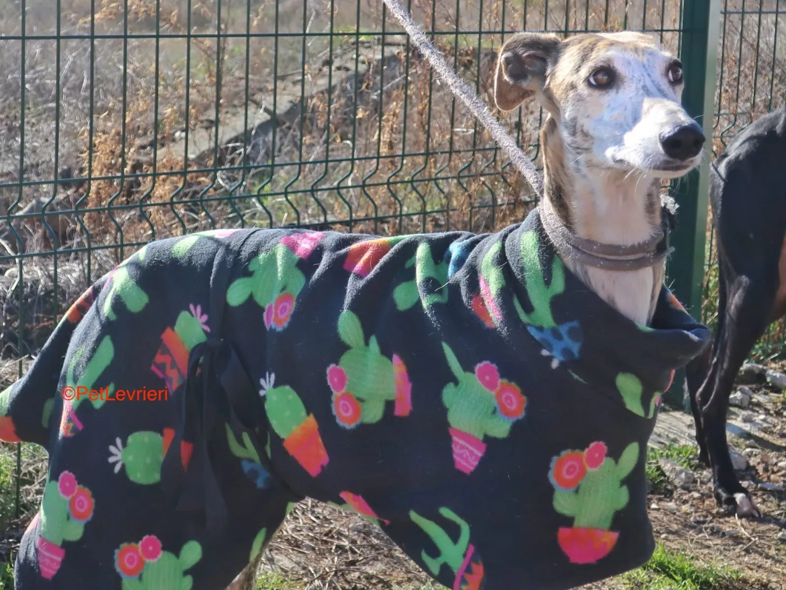 Tabata adozione levrieri galgo 5