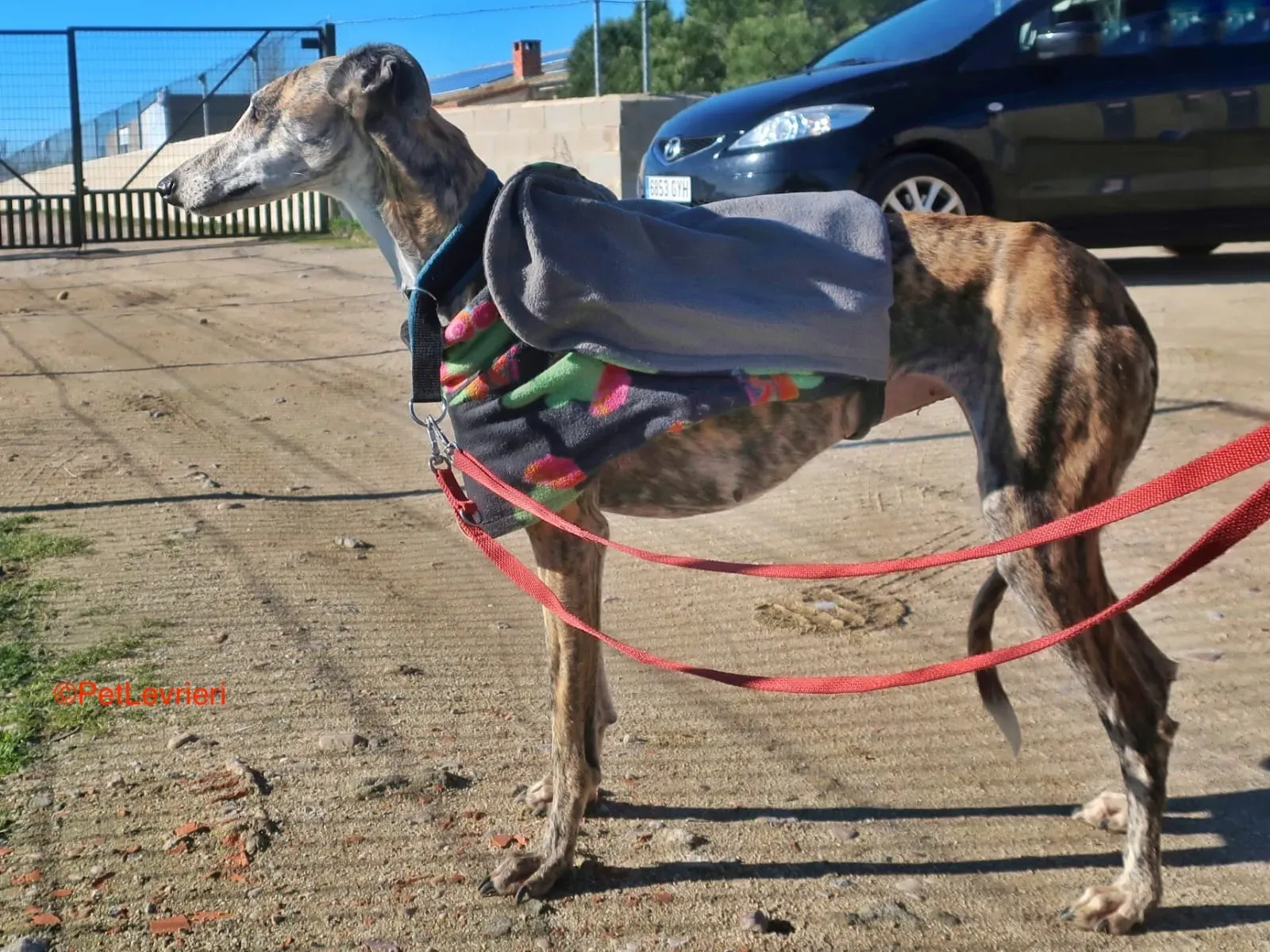 Tabata adozione levrieri galgo 6