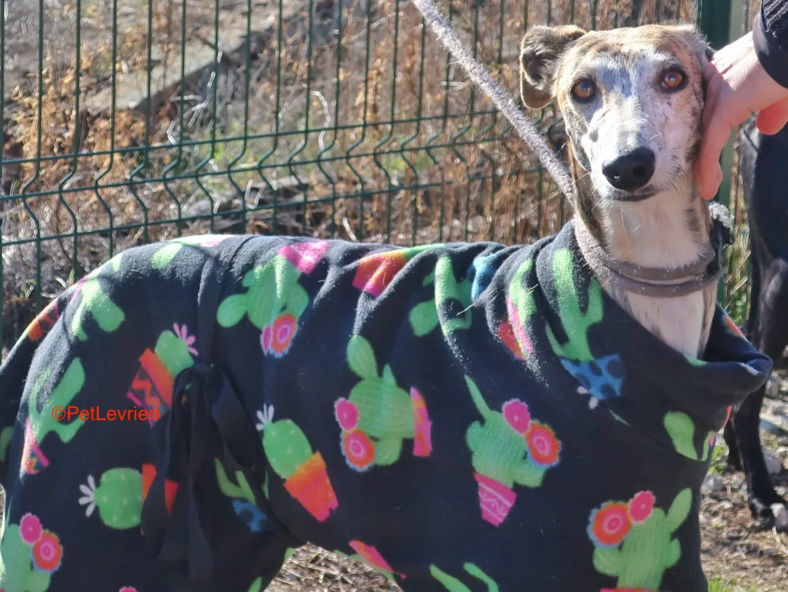 Tabata adozione levrieri galgo 7