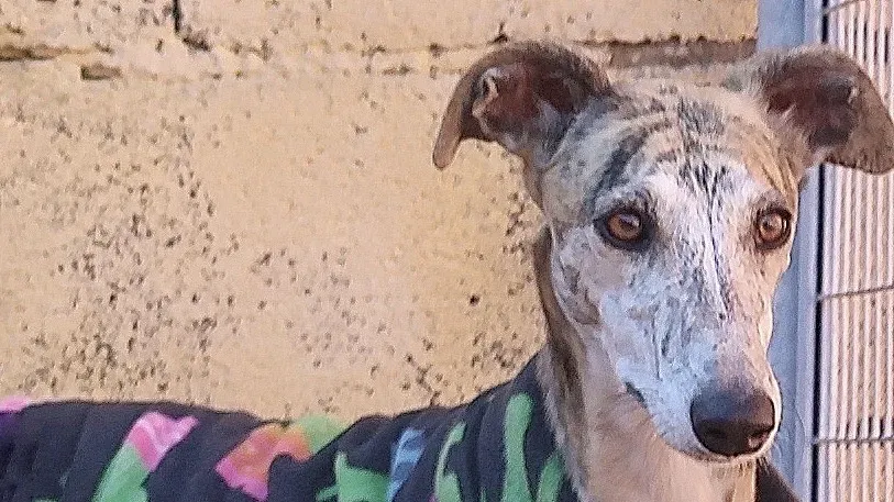 Tabata adozione levrieri galgo 9 2