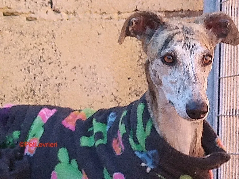 Tabata adozione levrieri galgo 9