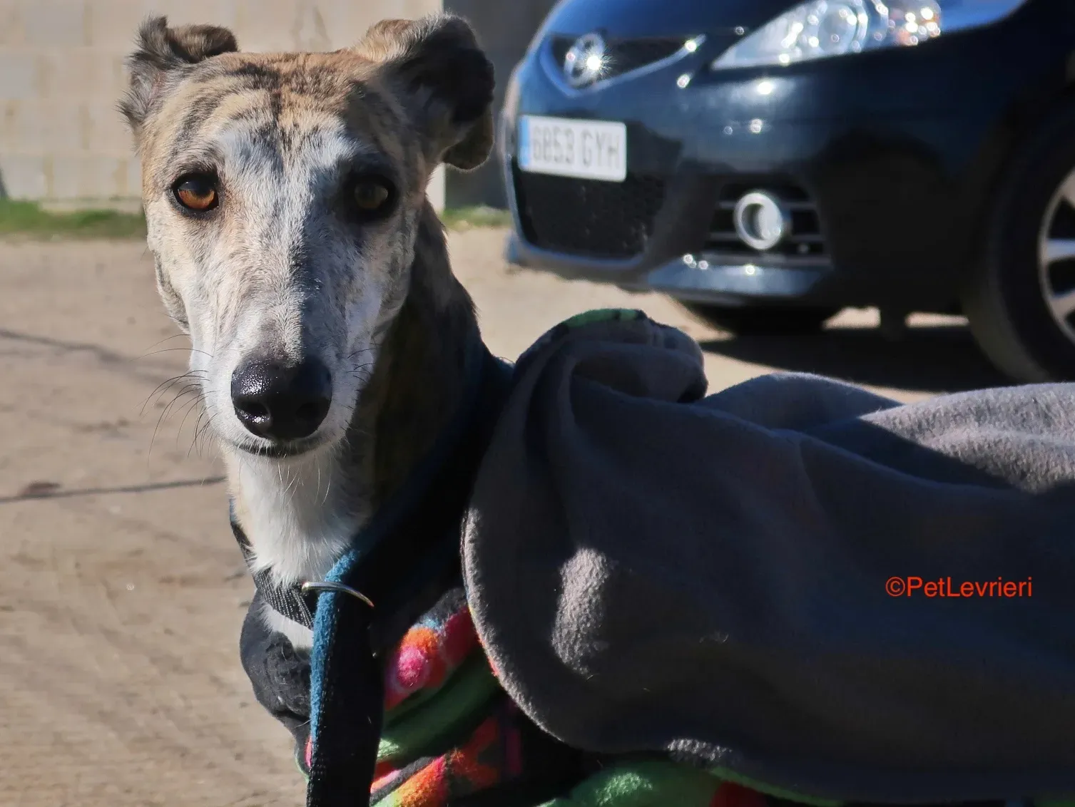 Tabata adozione.levrieri galgo 8