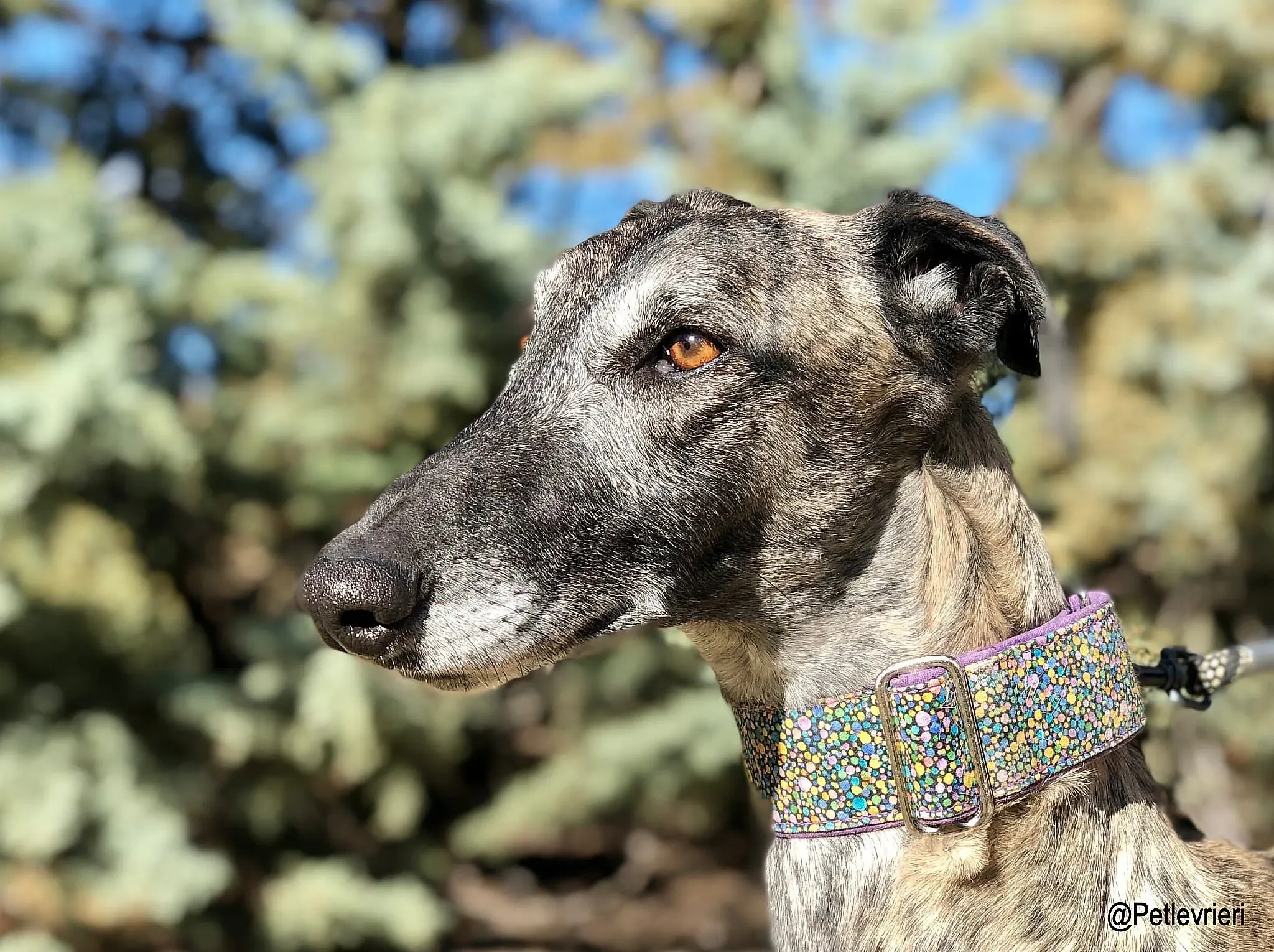 Tadeo adozione levrieri galgo 1