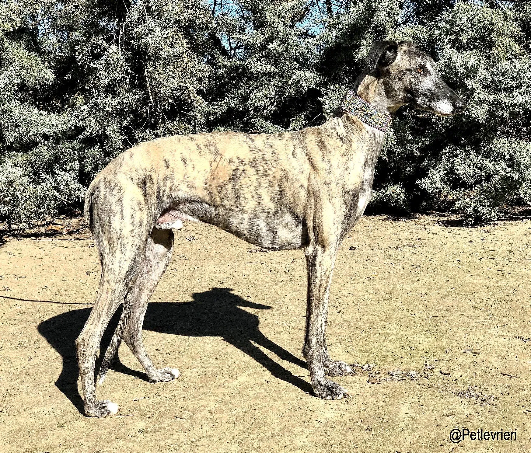 Tadeo adozione levrieri galgo 2 1