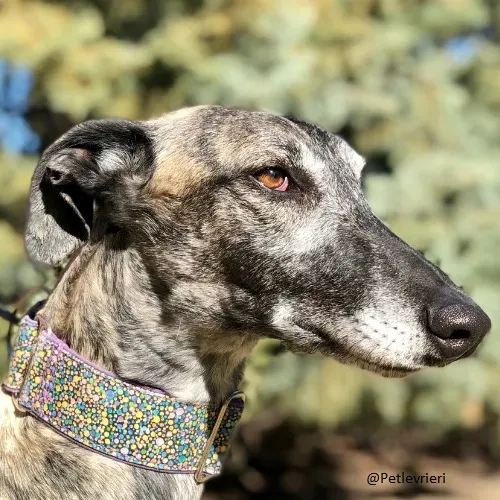 Tadeo petlevrieri adozione baasgalgo