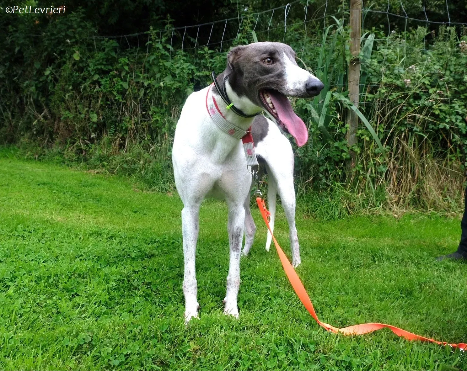 Tadgh adozione levrieri greyhound 10