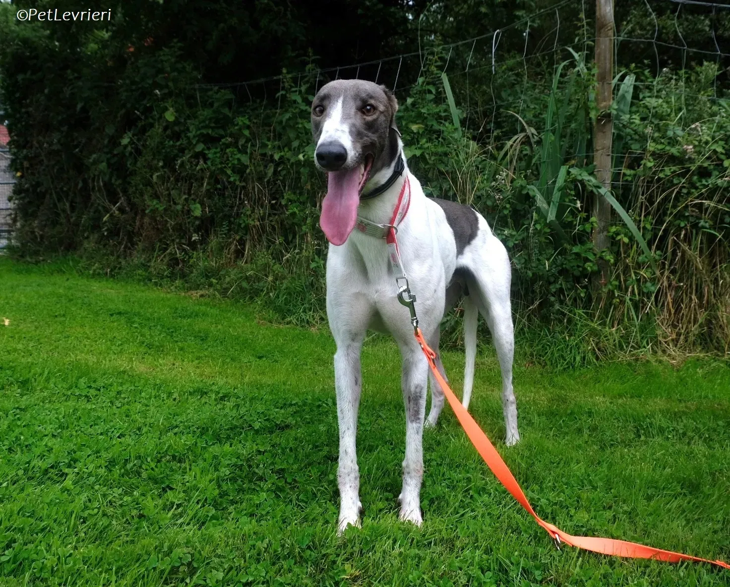 Tadgh adozione levrieri greyhound 11