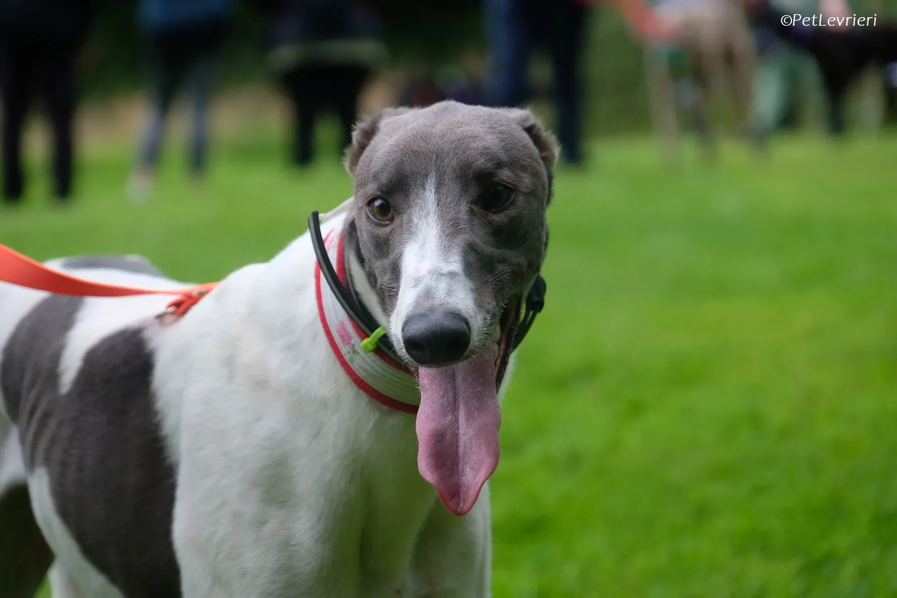 Tadgh adozione levrieri greyhound 1