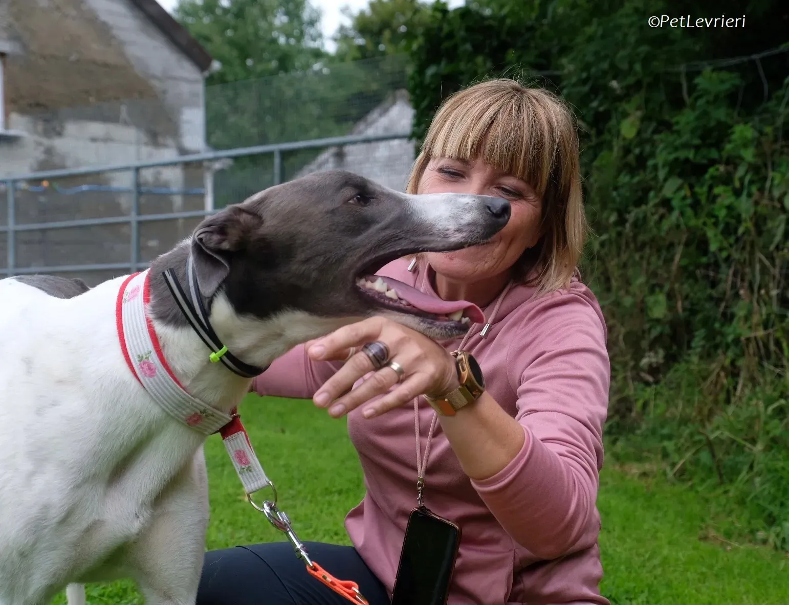 Tadgh adozione levrieri greyhound 12