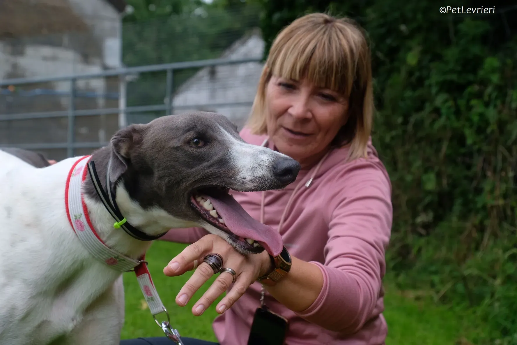 Tadgh adozione levrieri greyhound 13