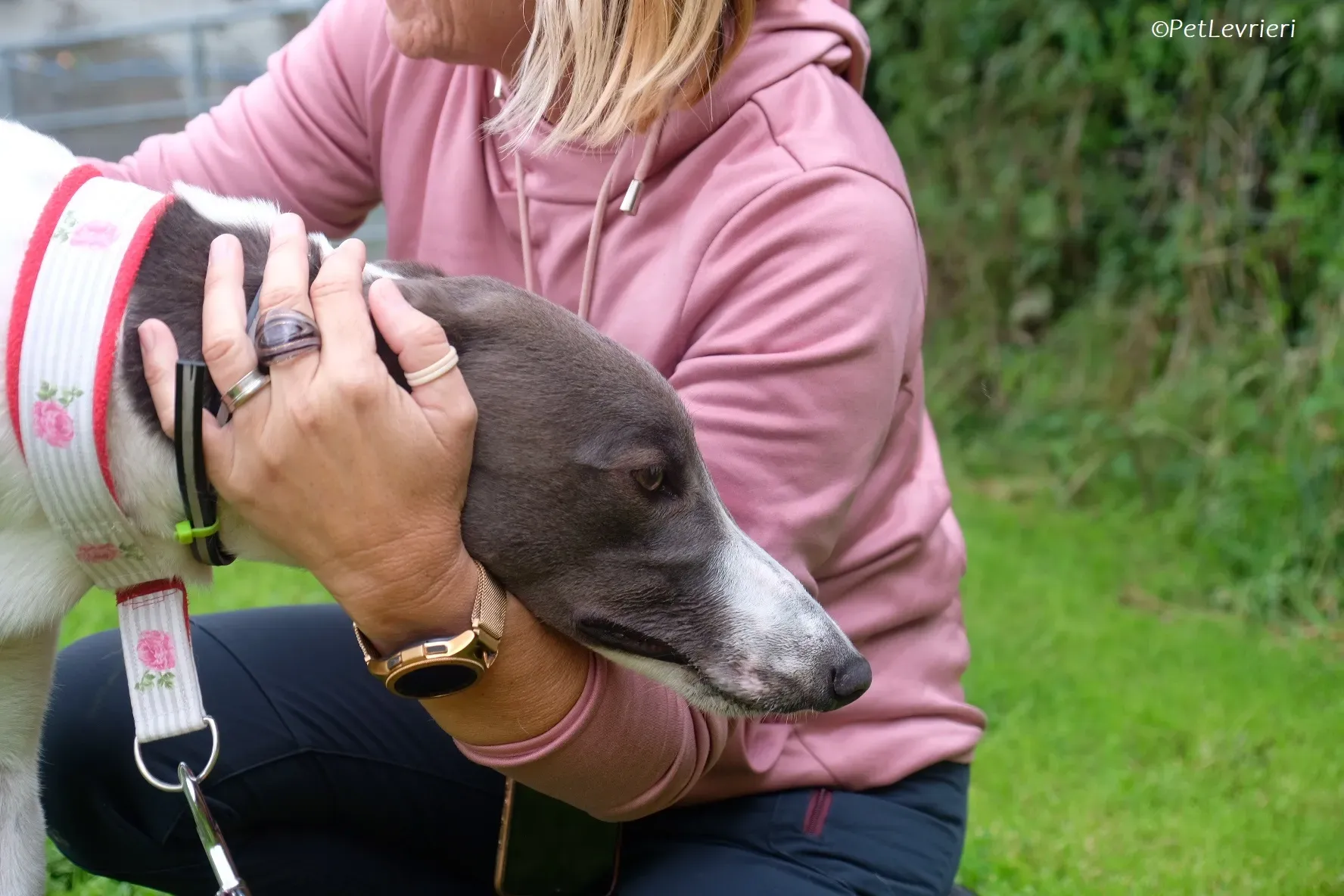 Tadgh adozione levrieri greyhound 14