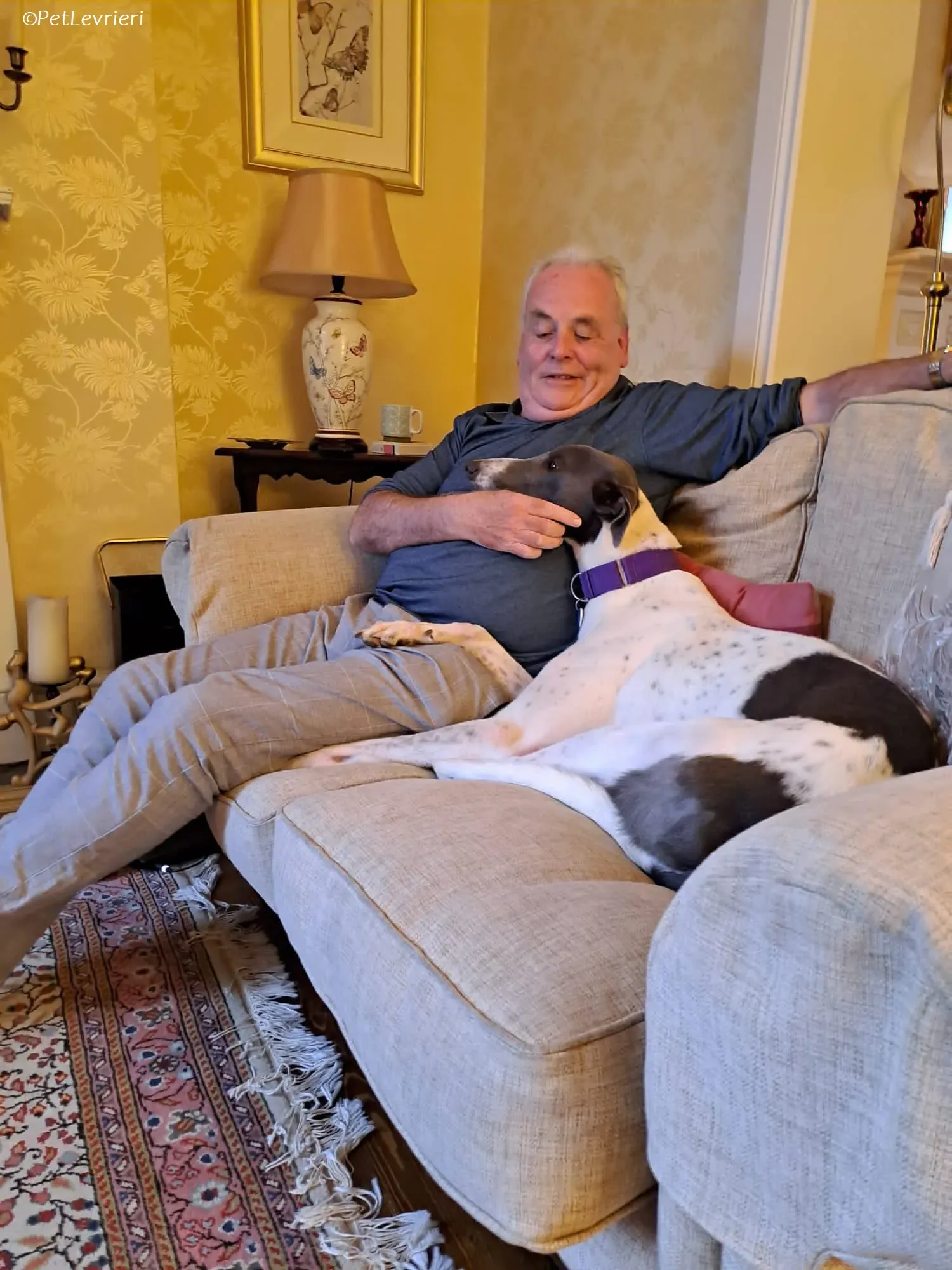 Tadgh adozione levrieri greyhound 15